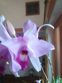 Cattleya/Laelien Hybriden 3288-1