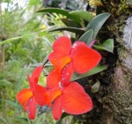 Sonstige Miniatur-Orchideen 330-26