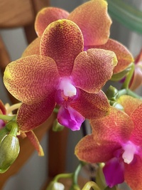 Phalaenopsis Hybriden 3322-5