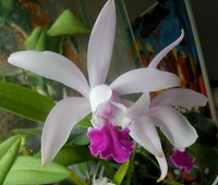 Orchideenforum 3327-27