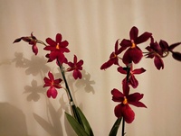 OrchideaMS