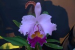Identifikation für Orchideen 38-62