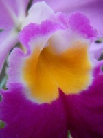 Sonstige Miniatur-Orchideen 498-78