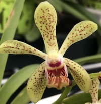 Phalaenopsis Primärhybriden 5-68