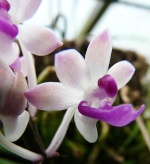 Cattleya/Laelien Hybriden 72-4