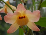 Identifikation für Orchideen 807-69