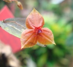 Lepanthes 820-91