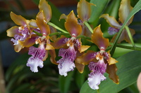 Identifikation für Orchideen 827-81