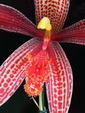 Bulbophyllum 85-85