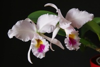 Phalaenopsis Hybriden 865-3