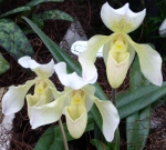 Paphiopedilum Naturformen 894-97