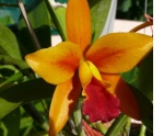 Cattleya/Laelien Hybriden 939-85