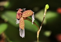 Miniatur-Orchideen 976-22