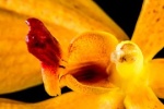 Cattleya/Laelien Orchid25