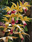 Cattleya/Laelien Hybriden Orchid27