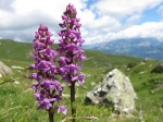 Sonstige Orchideen Wild-o14