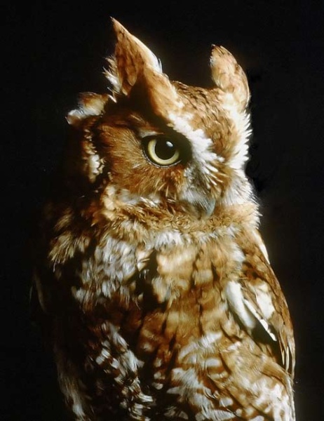 screech-owl fig1 lg