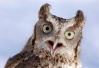 eastern-screech-owl