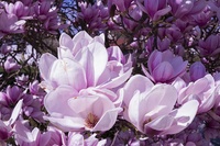 Magnolia