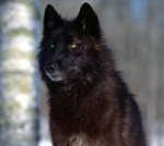 blackwolf