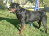 LE ROTWEILLER DE MARY