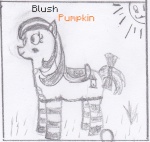 Blush Pumpkin