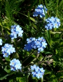 Myosotis