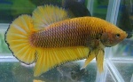 betta-king