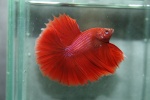 Nicebetta