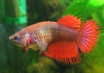 Loveapisto