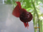 BubullesDeBetta