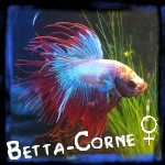 Betta-Corne ♀