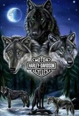 Wolf 17