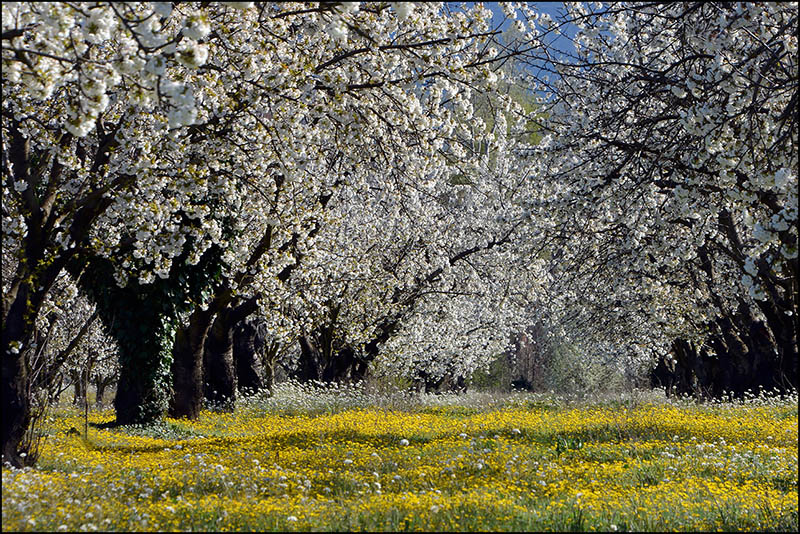 Bab- le printemps