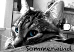 Sommerwind