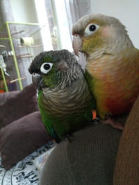 conure64