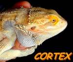 cortex