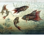 Poissons 970-17