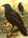 LeCorbeau