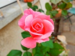 Marie rose