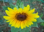 sunflower46