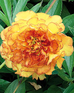 Paeonia