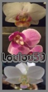 Loulou59