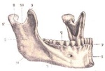 La Machoire