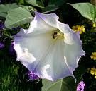 Datura