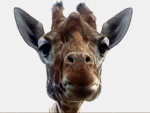 Girafe