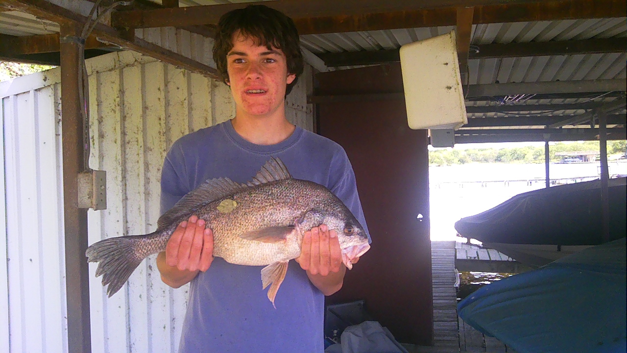 freshwater drum