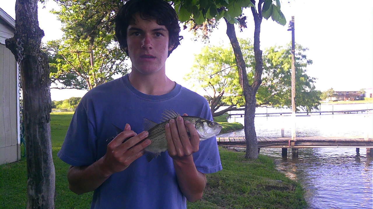 white bass