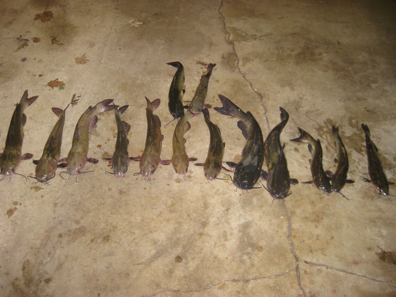 14 catfish