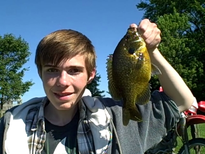 bluegill